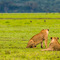 Ngorongoro Crater